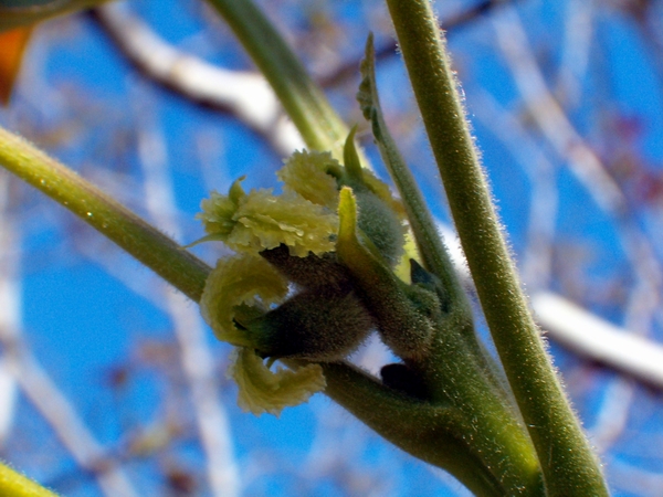 Juglans regia / Noce:  fiori femminili